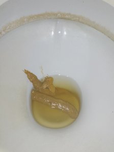 Chocolate de fim do ano